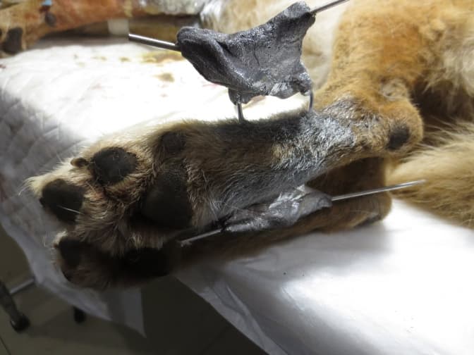 Фото: Фейсбук Романа Грицишина