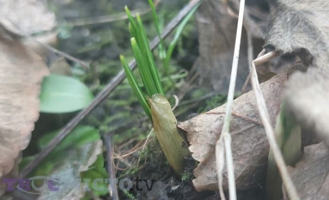 На Львівщину прийшла весна. Фото