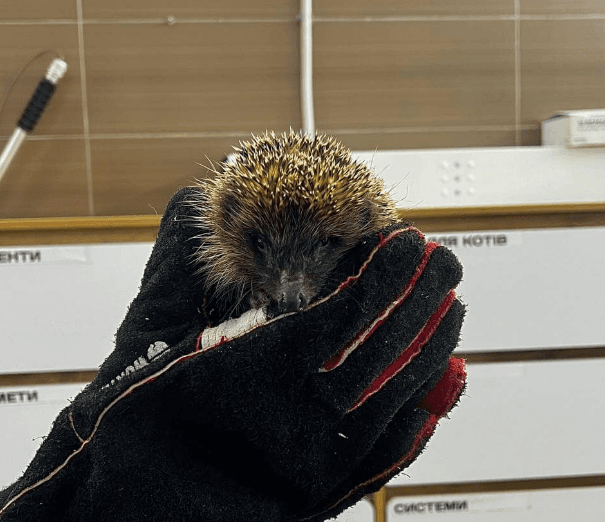 У львівській Домівці врятованих тварин лікують їжака, якого врятували військові