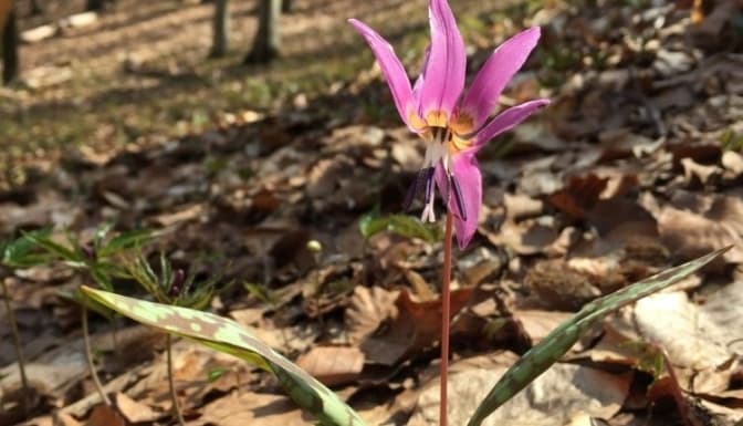 На Львівщині створили ботанічний заказник, де ростимуть червонокнижні квіти