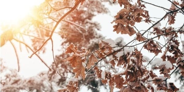 Січень 2023 року став найтеплішим за всю історію спостережень