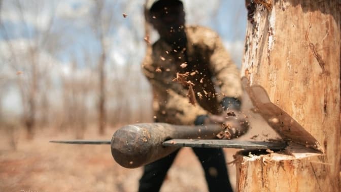 Чоловік на Львівщині загинув під час незаконної рубки дерева