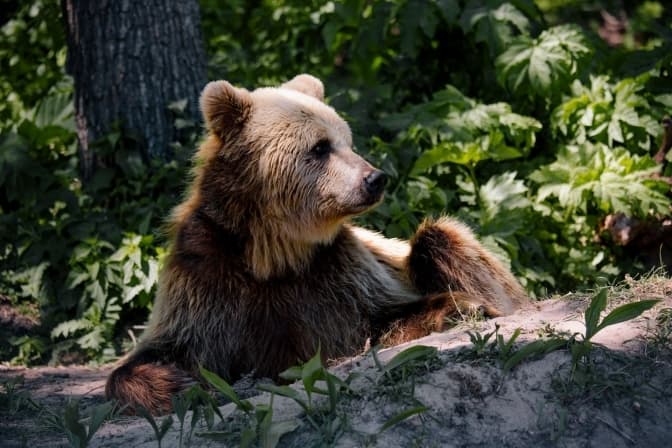 Ведмежий притулок на Львівщині розпочав новий туристичний сезон