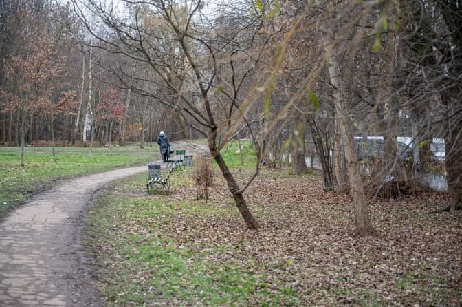 Понад 150 дерев планують висадити у одному із парків Львова