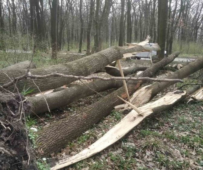 У львівському парку через вітер впали сім дерев