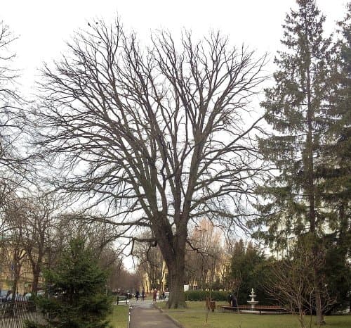 У Львові 29 дерев хочуть визнати пам’ятками природи