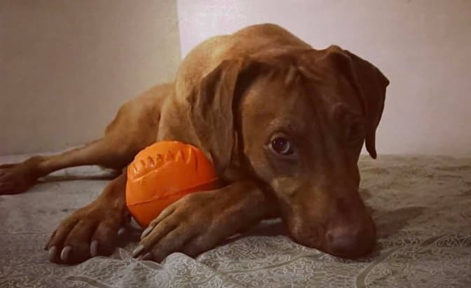 Львів’ян просять зібрати кошти на порятунок собаки, який потребує термінової операції