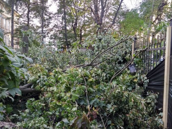 Через встановлення пам’ятника ЗУНР на Листопадового Чину зрізають дерева. Фото