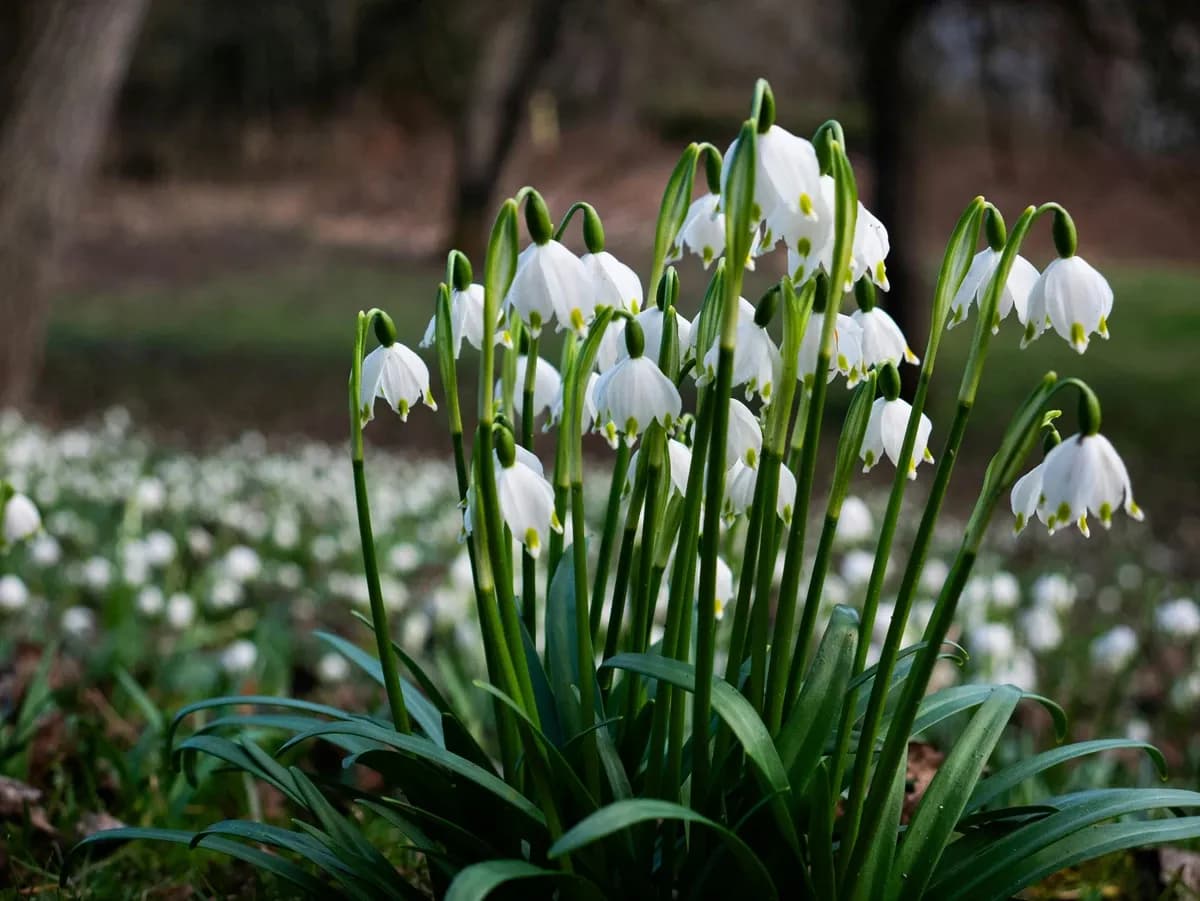На Львівщині планують створити нову охоронну зону для рідкісної весняної квітки