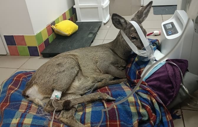 Волонтери врятували козулю, яку збив водій біля Львова