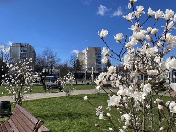 У Львові почали розквітати магнолії. Фото