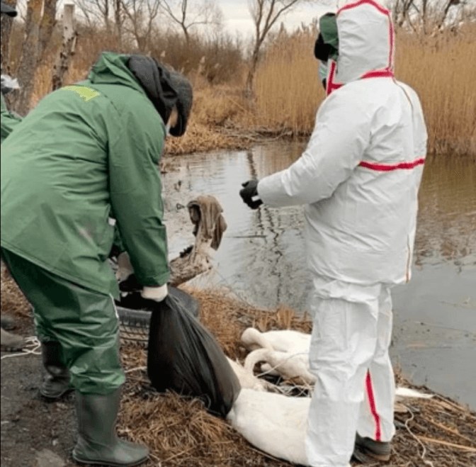 На Львівщині з річки витягнули тіла 38 загиблих лебедів. Зараз там – буферна зона