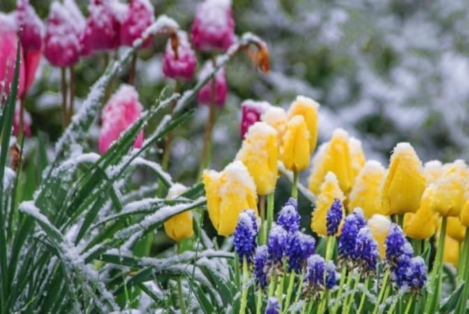 На Львівщині цієї ночі синоптики прогнозують сильний заморозок