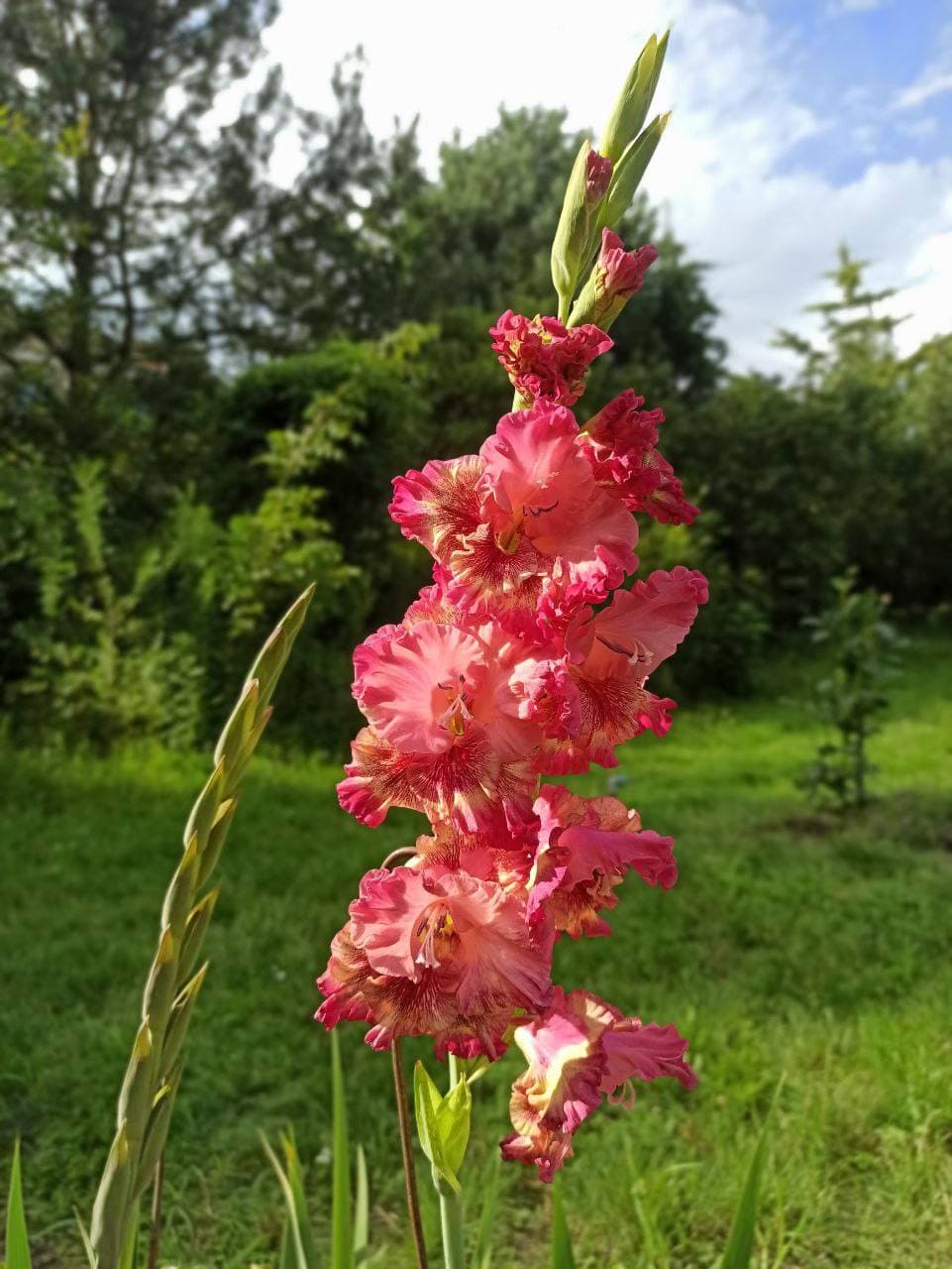 фото: ботсад лну