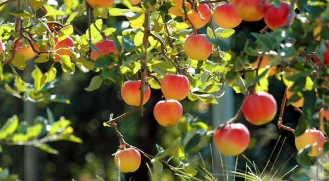 Львів пропонують засадити фруктовими деревами