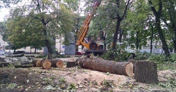 Різати не можна пересадити. Хто у Львові може зрізати дерева