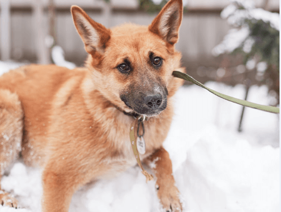 Мушка, Семен та ще кілька песиків з ЛКП «Лев» шукають домівку. Фото