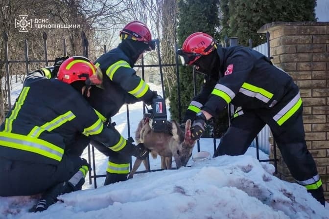 У львівській «Домівці» рятують самця козулі, який дві години провів у пастці металевого паркану