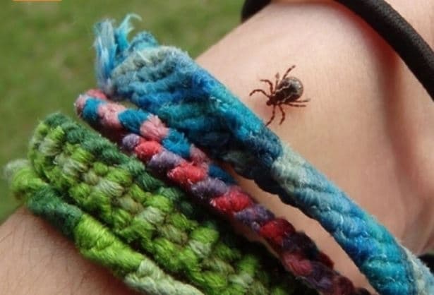 У Львові парки оброблятимуть від кліщів. Графік