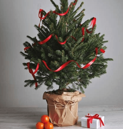 Львів’ян закликають приносити ялинки та дідухи для порятунку тварин