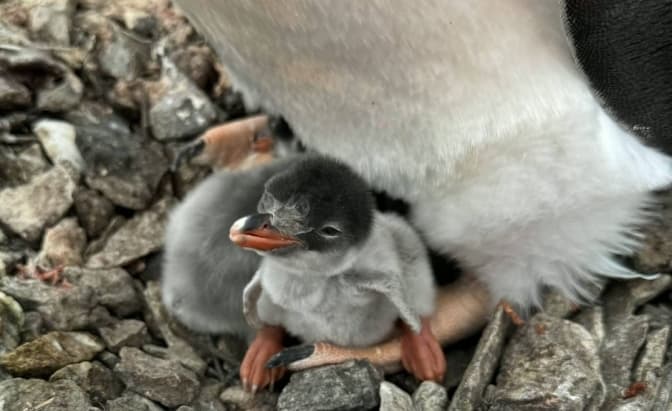Біля станції «Академік Вернадський» народилося перше пінгвінятко сезону