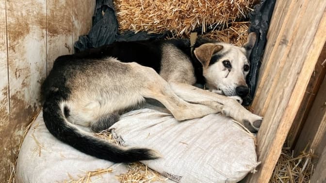 Львівські волонтери потребують корму та ліків для тварин з Херсонщини