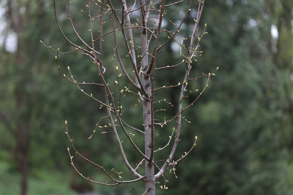 У Львові висадять понад 150 дерев