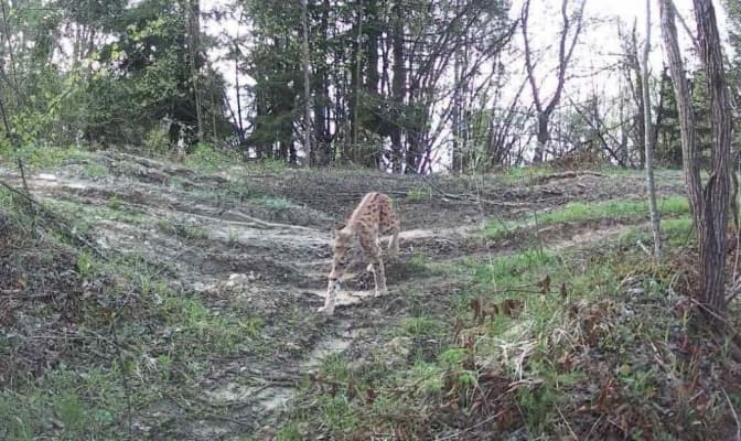 У Нацпарку «Сколівські Бескиди» на Львівщині зафіксували рись. Фото