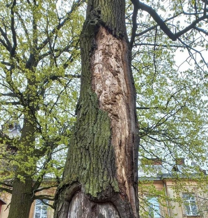 У Львові зріжуть аварійний дуб