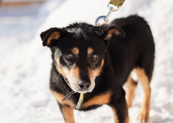 фото: лкп лев