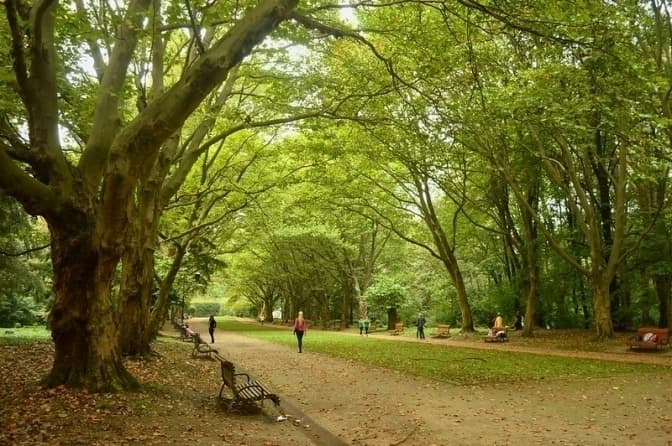 Дерева Твого міста. Якою є стратегія Львова з озеленення