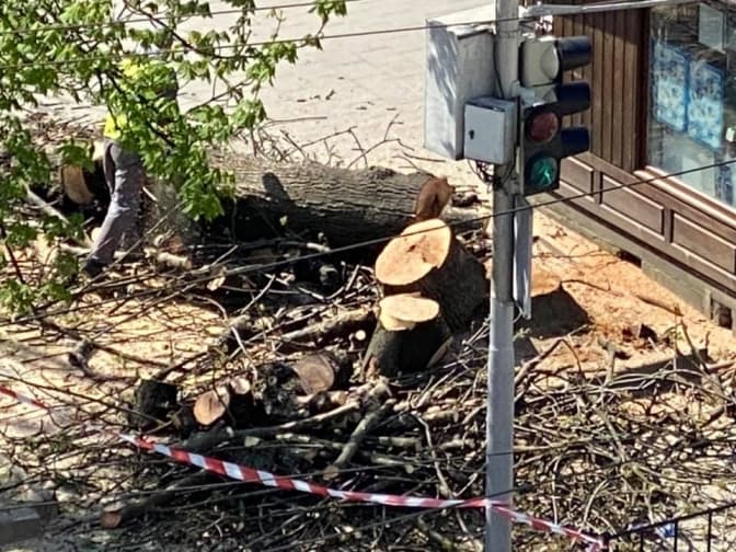 Біля Церкви святих Ольги і Єлизавети зрізали каштан. Обіцяють висадити липу