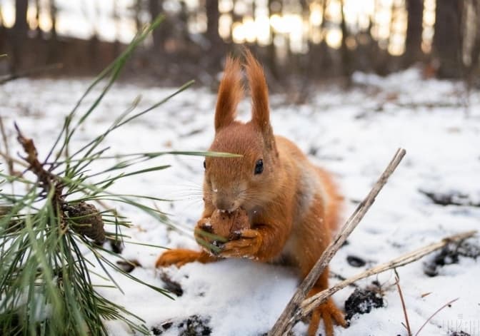 Фото: з відкритих джерел