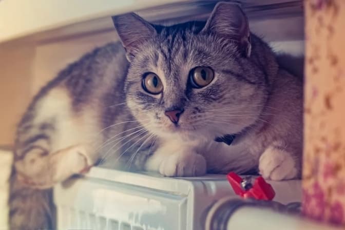 Де на Львівщині розпочався опалювальний сезон та Зеленський провів енергетичну Ставку. Підсумки доби