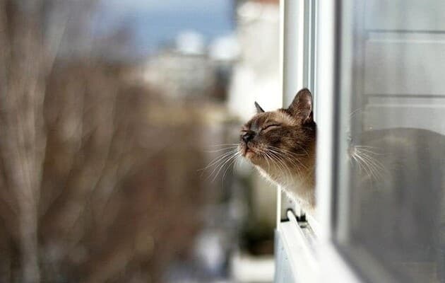 +16 градусів тепла. Якою буде погода сьогодні у Львові