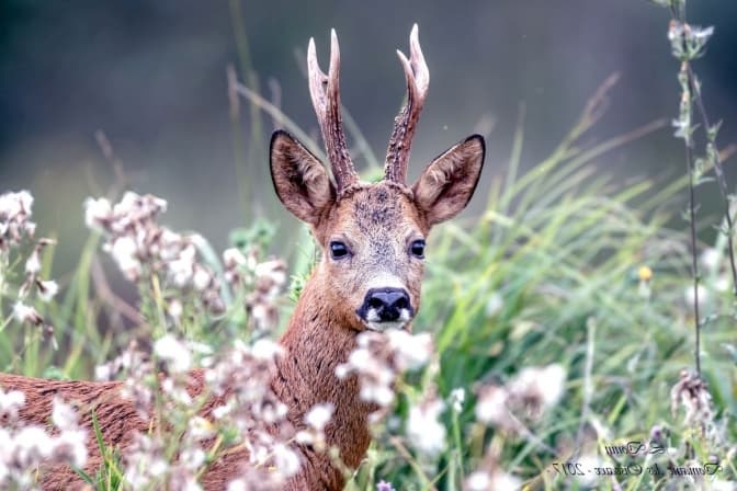 На Львівщині браконьєр застрелив козулю. Скільки заплатить штрафу