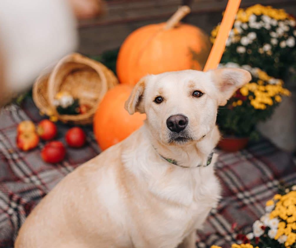 Лисичка, Лілі та їхні друзі-песики шукають господарів. Фото