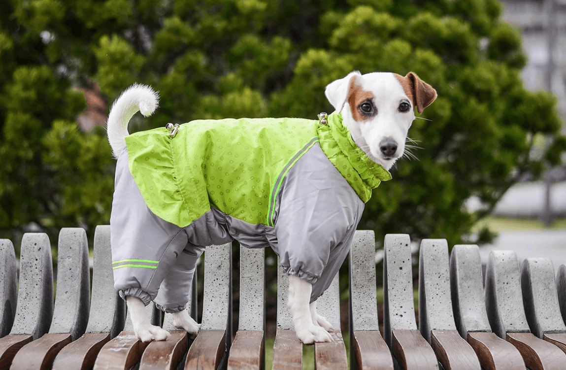 Фото: catfeatdog