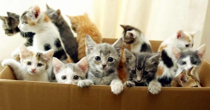 Волонтери евакуювали до Києва мешканку Донеччини з десятьма домашніми тваринами: жінка відмовлялася їхати без них