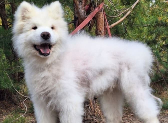 У Львові шукають дім для Леона — собаки, якого евакуювали з Донеччини