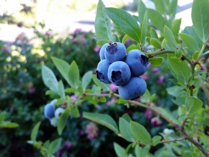 Фермери нарощуватимуть площі ягідних насаджень і наступного року, – експерт Ігор Купранець