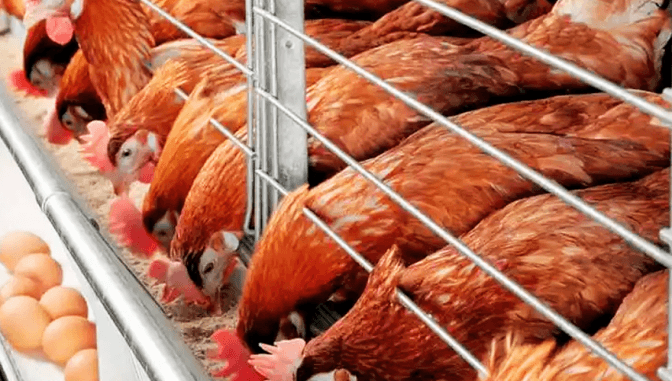 Один із найбільших виробників олії хоче побудувати птахофабрику на Львівщині