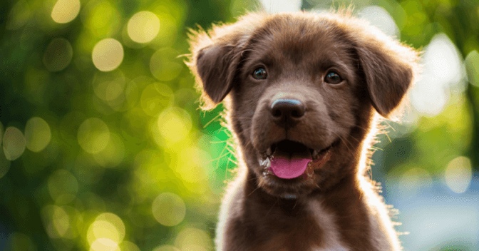 У Львові знову можна чіпувати собак безкоштовно. Графік і локації