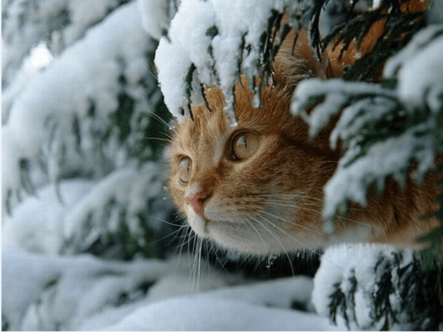Прогноз погоди на вихідні: штормове попередження, сніг та ожеледиця