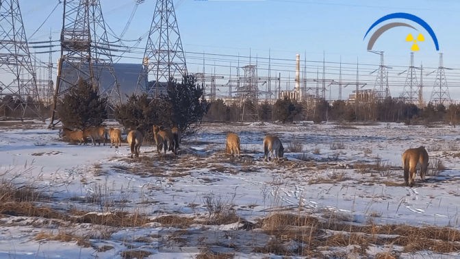 Держекоінспекція оштрафувала Чорнобильський заповідник за порушення режиму