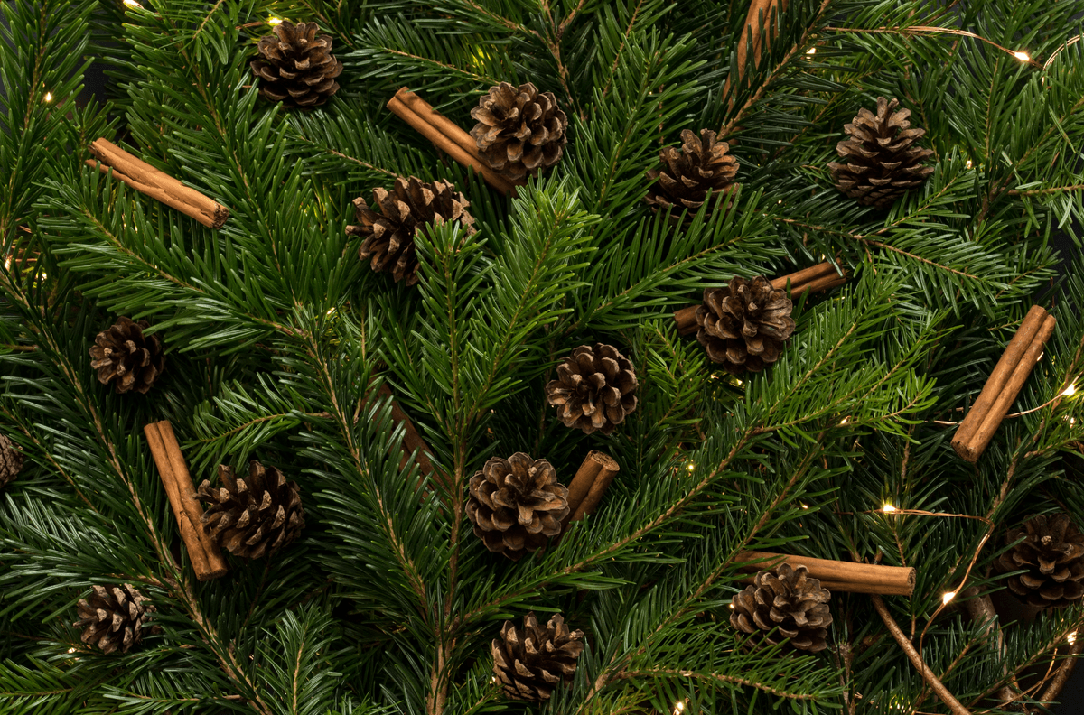 Де у Львові здати ялинку на утилізацію