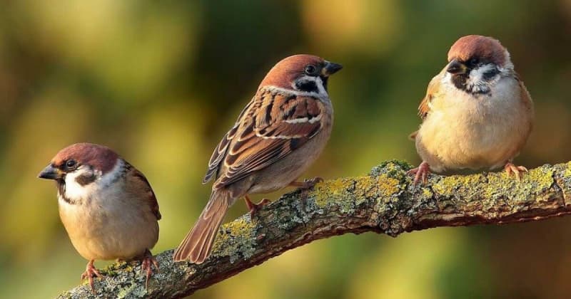 У Львові розповіли, чому меншає деяких птахів та як цьому можна запобігти