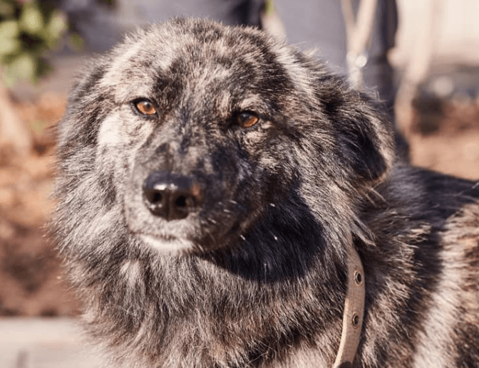 Фото: ЛКП "Лев"