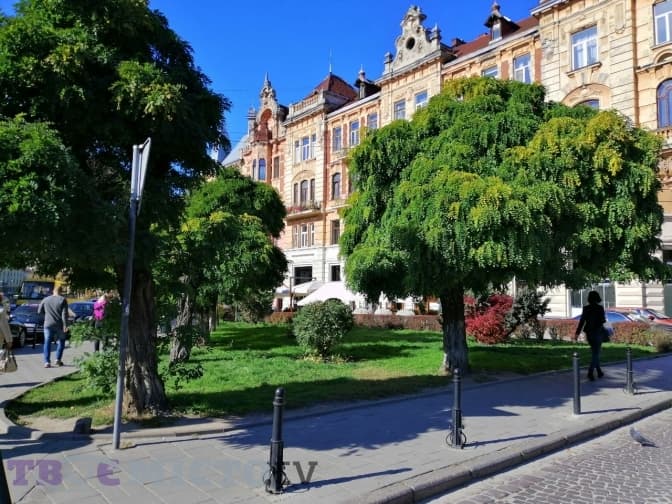 В УГКЦ закликають не обрізати дерева
