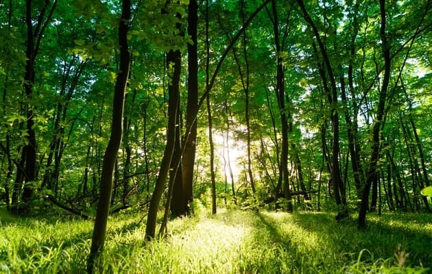 Суд повернув у власність громади землі Біличанського лісу вартістю 6 млн грн